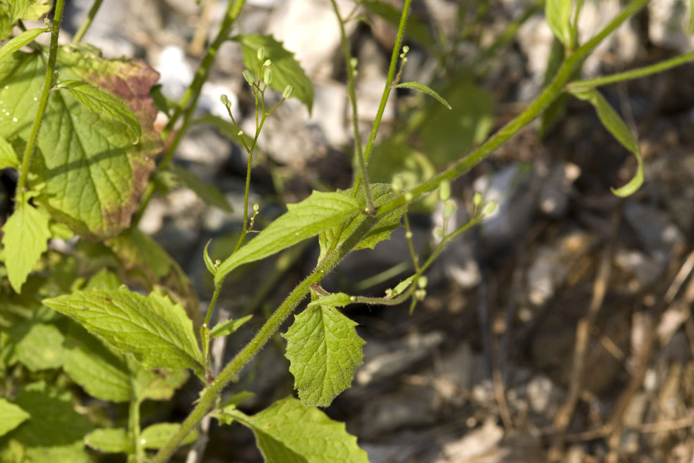 Lapsana communis / Lassana comune